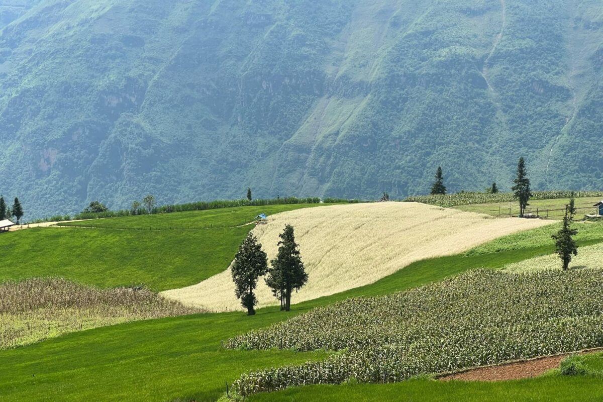 Triangle Flower season- Very beautiful check-in place