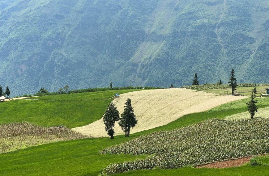 Triangle Flower season- Very beautiful check-in place